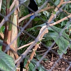 July 2019 - Asian fairy bluebird