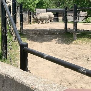 July 2019 - Indian rhinoceros