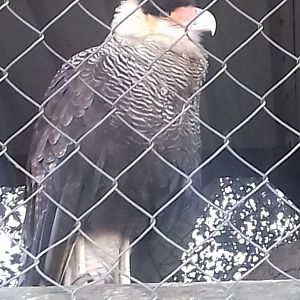 Southern crested caracara