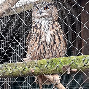 European eagle owl
