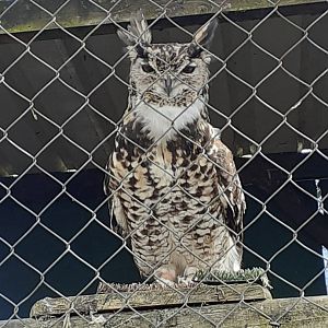 Mackinder's eagle owl