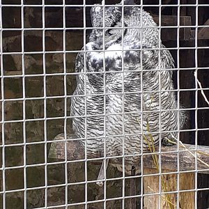 Great horned owl