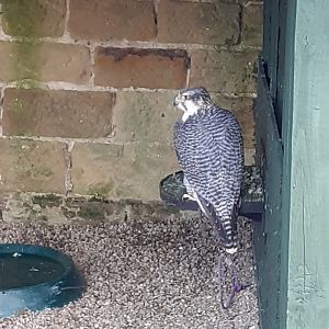 Gyr x Peregrine falcon