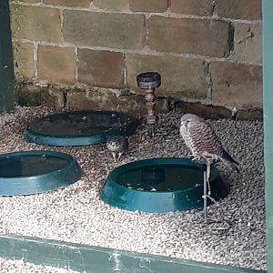 Common kestrel