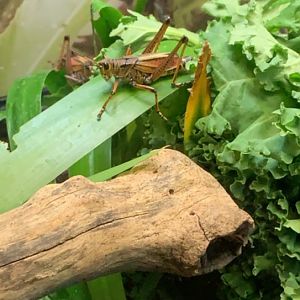 July 2019 - Eastern lubber grasshopper