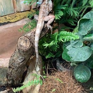 July 2019 - Frill-necked lizard