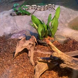 July 2019 - Gaboon viper
