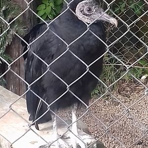 Black vulture