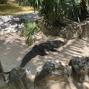 May 2019 - Morelet’s crocodile