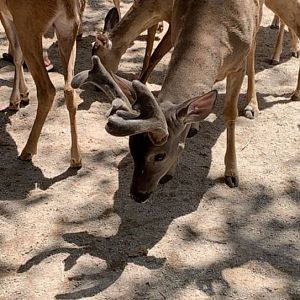 May 2019 - Whitetail deer