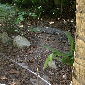 May 2019 - Morelet’s crocodile