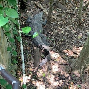 May 2019 - Morelet’s crocodile