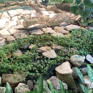 May 2019 - Tzabcan rattlesnake