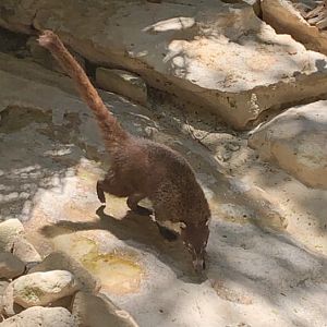 May 2019 - White-nosed coati