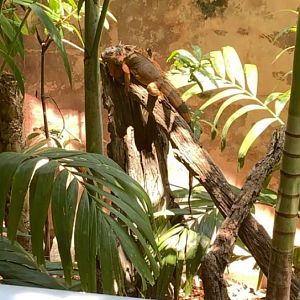 May 2019 - Green iguana