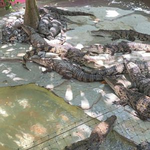 May 2019 - Morelet’s crocodile