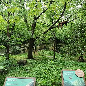 Jun. 2020 - Right Red Panda Exhibit