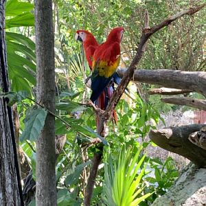 May 2019 - Scarlet macaw