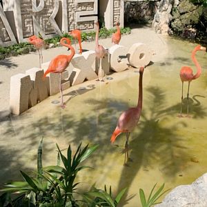 May 2019 - American flamingo