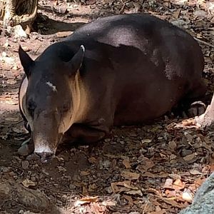May 2019 - Baird’s tapir