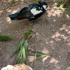 May 2019 - Muscovy duck
