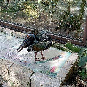 May 2019 - Ocellated turkey