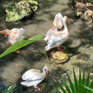 May 2019 - American white pelican