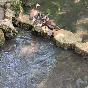 May 2019 - Black-bellied whistling duck