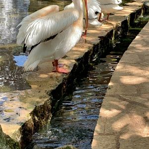 May 2019 - American white pelican