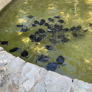 May 2019 - Green sea turtle