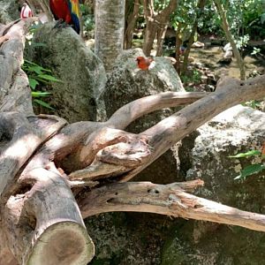 May 2019 - Scarlet macaw and Northern cardinal