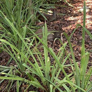 May 2019 - Yucatan brocket deer