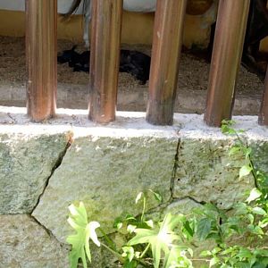 May 2019 - Domestic horse (breed ID?)