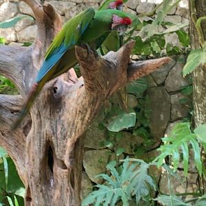 May 2019 - Military macaw