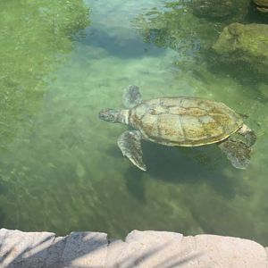 May 2019 - Green sea turtle