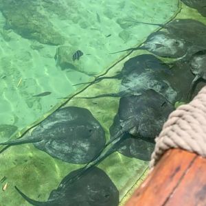 May 2019 - Southern stingray