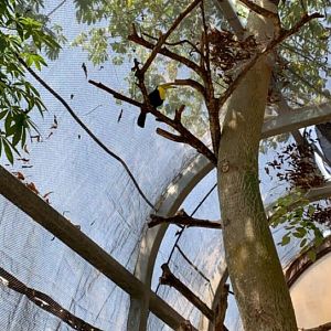 May 2019 - Keel-billed toucan