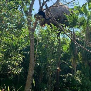 May 2019 - Guatemalan black howler monkey