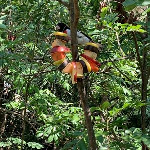 May 2019 - Rose-breasted grosbeak
