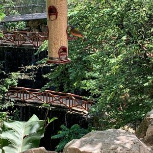 May 2019 - Painted bunting