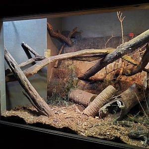 Jun. 2020 - Dragons! - Nile Monitor Exhibit