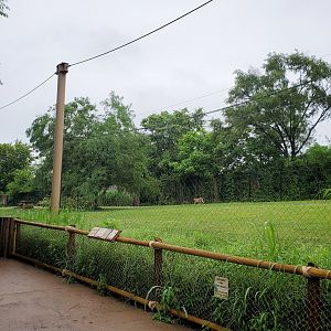 Jun. 2020 - Africa - Cheetah Encounter (335 ft Long Demonstration Yard)