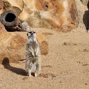 Meerkat