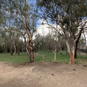 Plains Zebra Exhibit