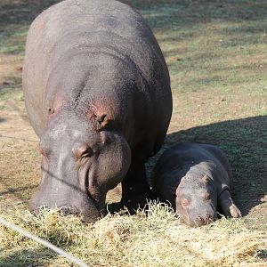 Baby Hippo