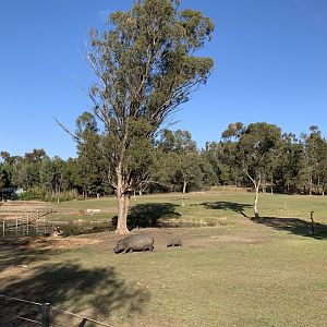 Hippo Paddock