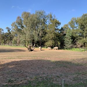 White Rhino Paddock