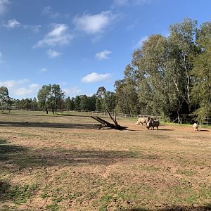 White Rhino Paddock