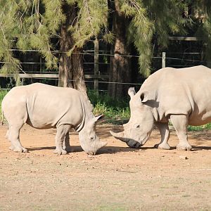 White Rhinos