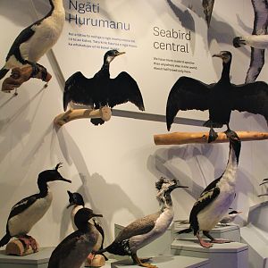 Display of some of the New Zealand cormorant species